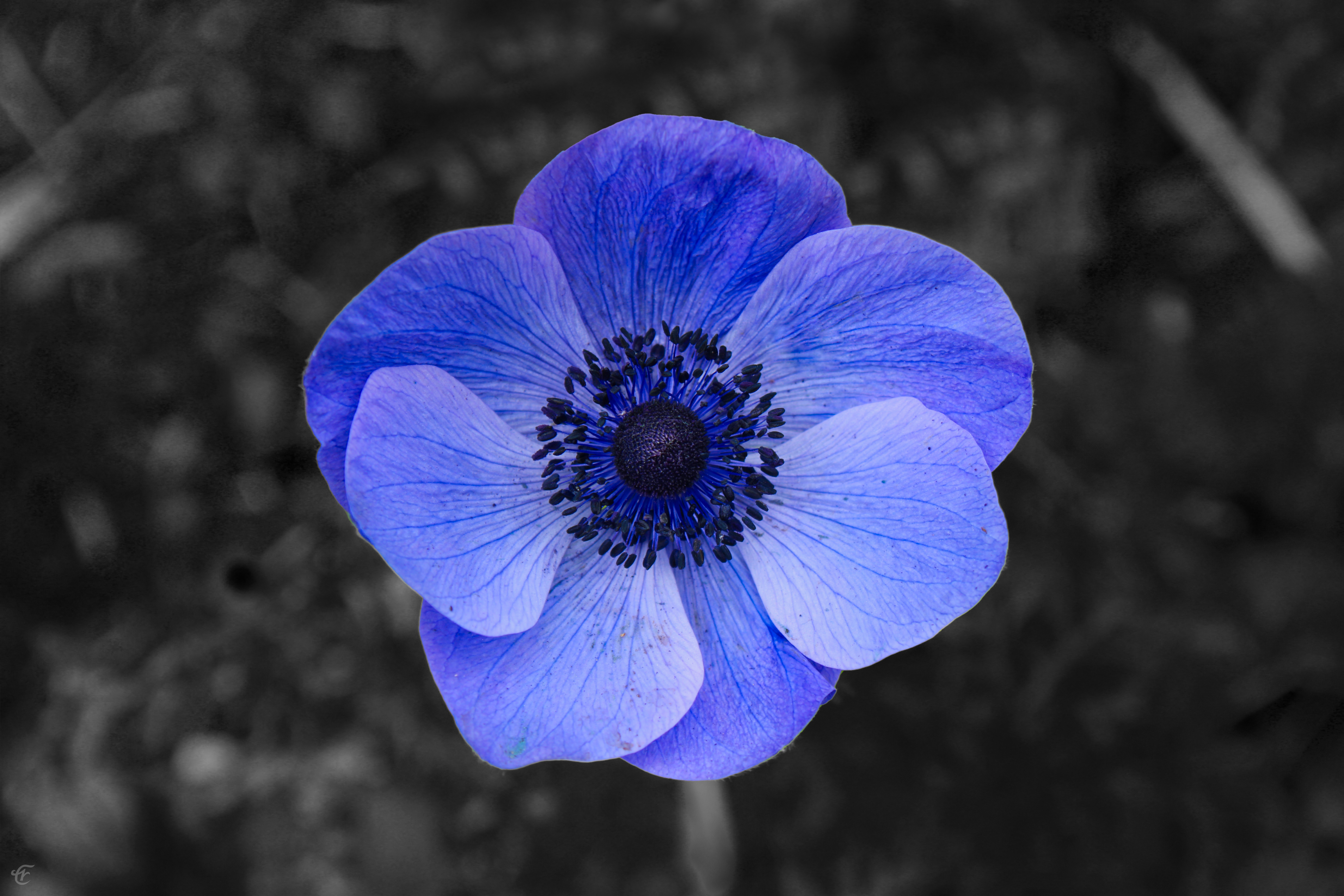 flowers - vol. 2
